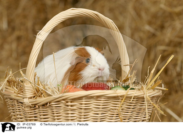 Meerschweinchen / guinea pig / IP-03769