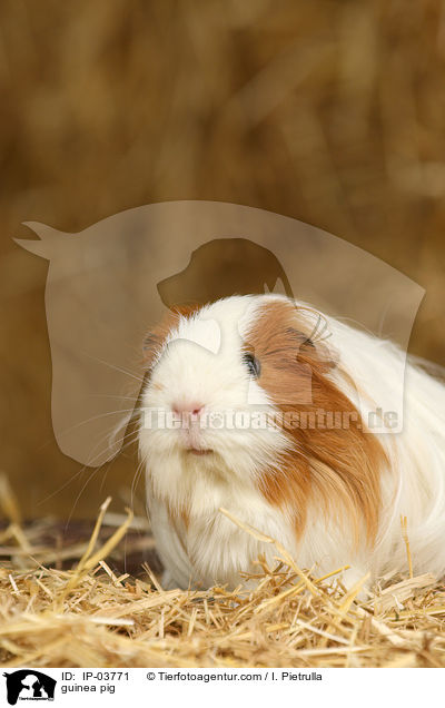 guinea pig / IP-03771
