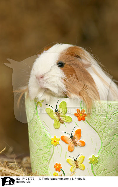 Meerschweinchen / guinea pig / IP-03775