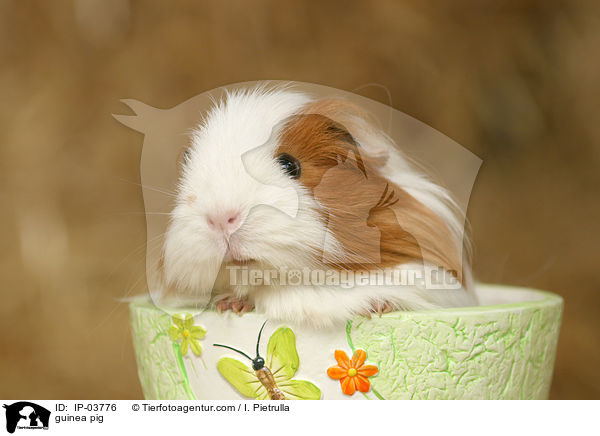guinea pig / IP-03776