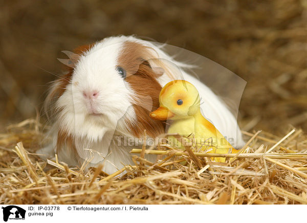 guinea pig / IP-03778