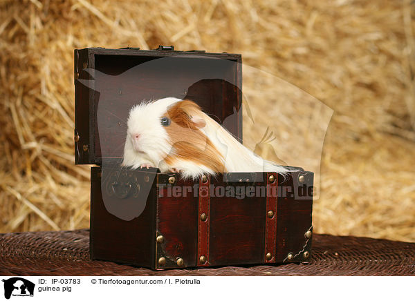 guinea pig / IP-03783