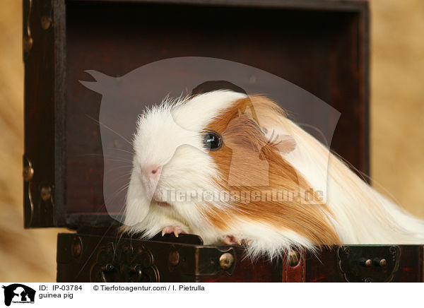 guinea pig / IP-03784