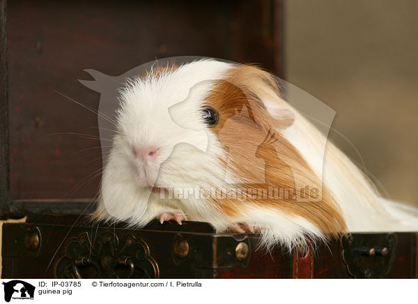 Meerschweinchen / guinea pig / IP-03785