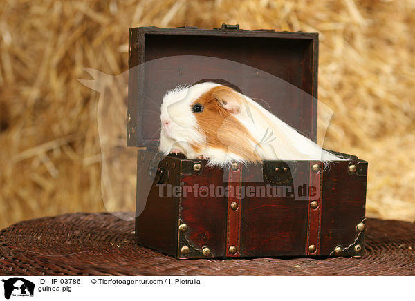 guinea pig / IP-03786