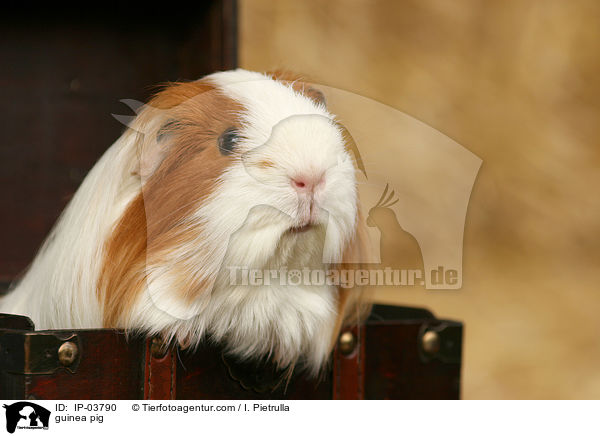 guinea pig / IP-03790