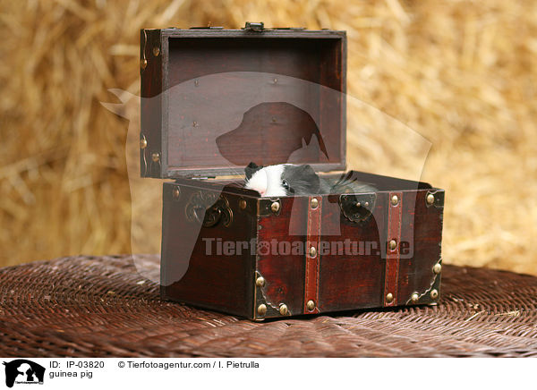 Glatthaarmeerschweinchen / guinea pig / IP-03820
