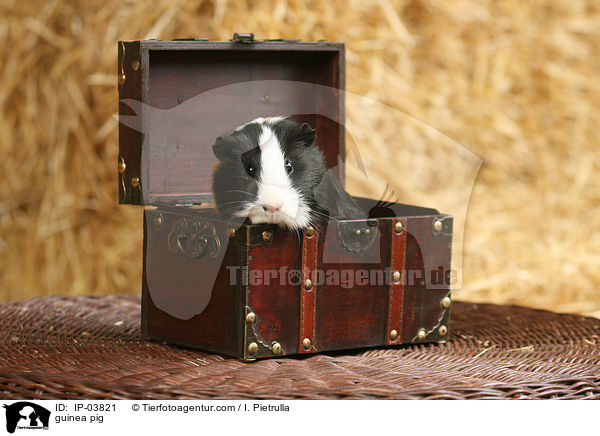 Glatthaarmeerschweinchen / guinea pig / IP-03821