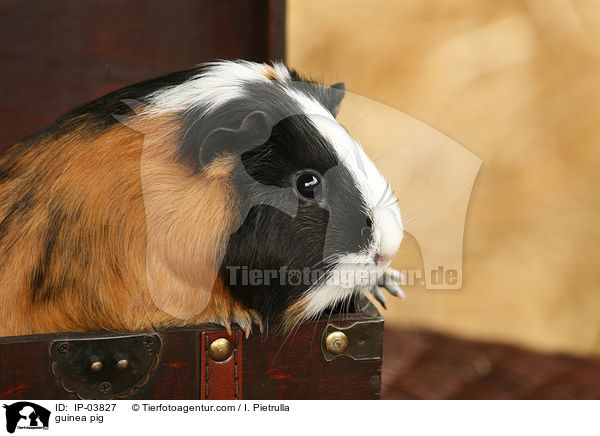 Glatthaarmeerschweinchen / guinea pig / IP-03827