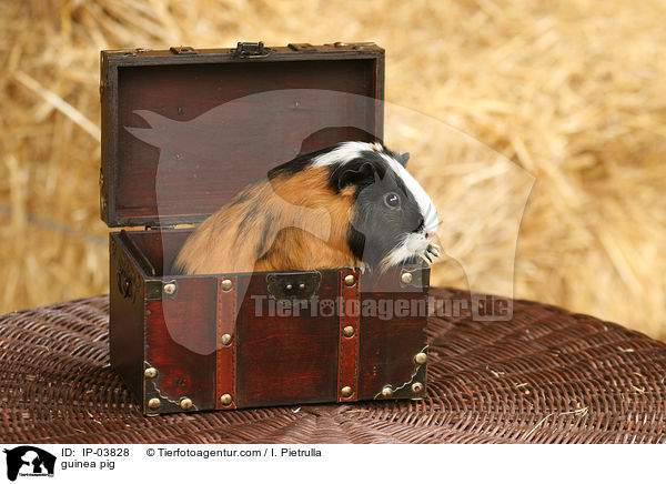 Glatthaarmeerschweinchen / guinea pig / IP-03828