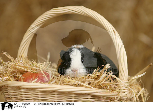 Glatthaarmeerschweinchen / guinea pig / IP-03830