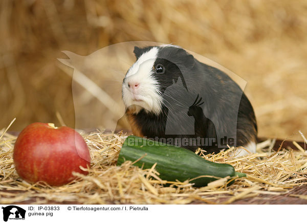 Glatthaarmeerschweinchen / guinea pig / IP-03833