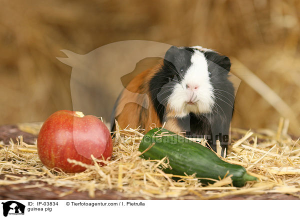Glatthaarmeerschweinchen / guinea pig / IP-03834