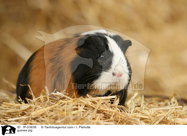Glatthaarmeerschweinchen / guinea pig / IP-03836
