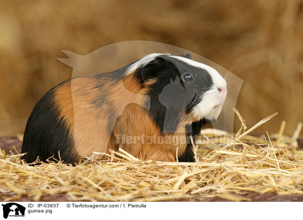 Glatthaarmeerschweinchen / guinea pig / IP-03837