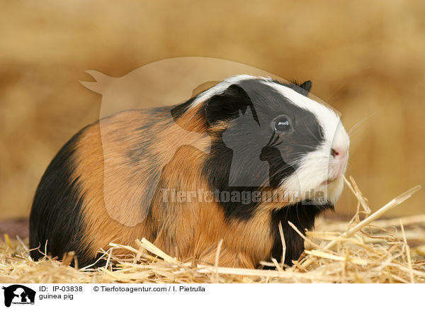 Glatthaarmeerschweinchen / guinea pig / IP-03838