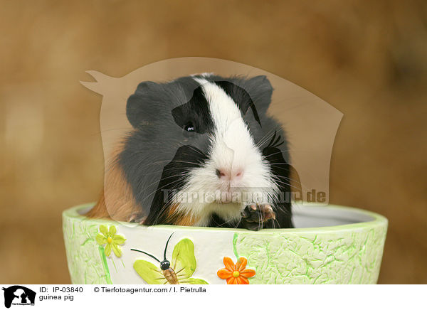 Glatthaarmeerschweinchen / guinea pig / IP-03840