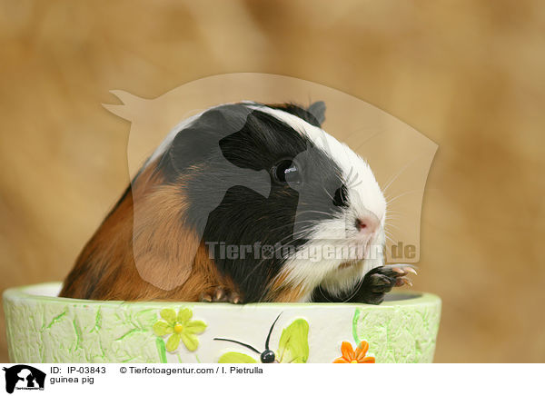 Glatthaarmeerschweinchen / guinea pig / IP-03843