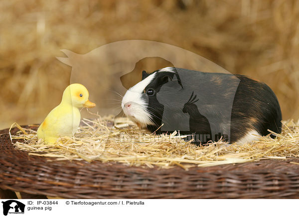 Glatthaarmeerschweinchen / guinea pig / IP-03844