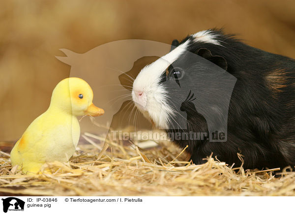 Glatthaarmeerschweinchen / guinea pig / IP-03846