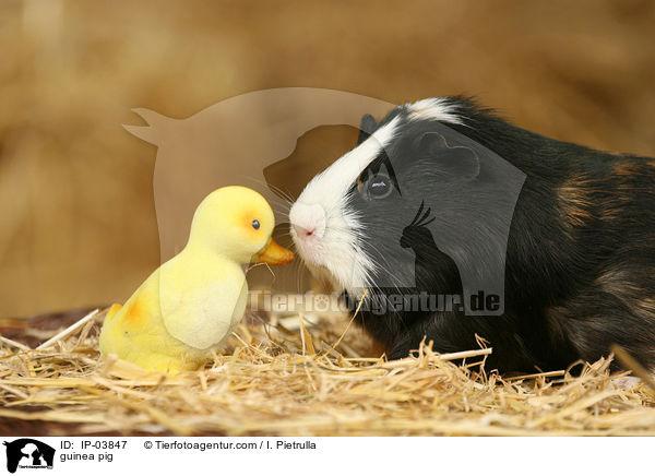 Glatthaarmeerschweinchen / guinea pig / IP-03847