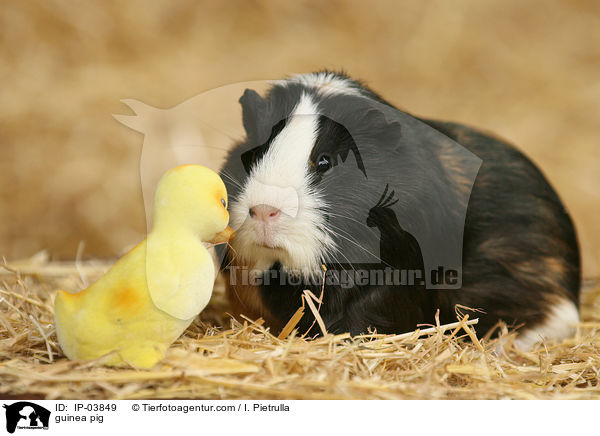 Glatthaarmeerschweinchen / guinea pig / IP-03849
