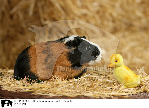 Glatthaarmeerschweinchen / guinea pig / IP-03850