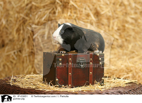 Glatthaarmeerschweinchen / guinea pig / IP-03851