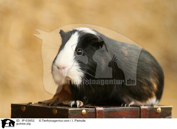 Glatthaarmeerschweinchen / guinea pig / IP-03852