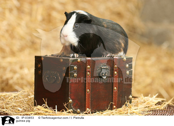Glatthaarmeerschweinchen / guinea pig / IP-03853
