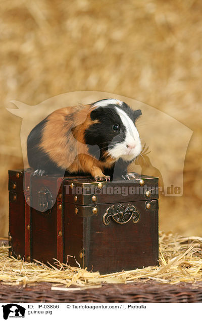 Glatthaarmeerschweinchen / guinea pig / IP-03856