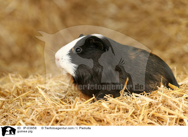 Glatthaarmeerschweinchen / guinea pig / IP-03858