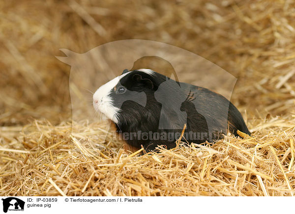 Glatthaarmeerschweinchen / guinea pig / IP-03859
