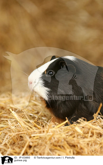 Glatthaarmeerschweinchen / guinea pig / IP-03860