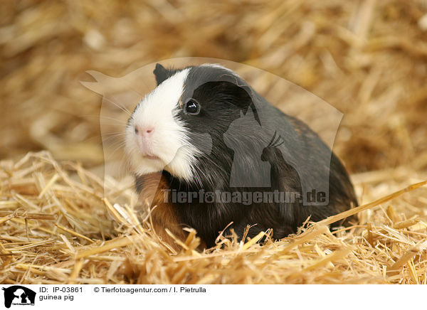 Glatthaarmeerschweinchen / guinea pig / IP-03861