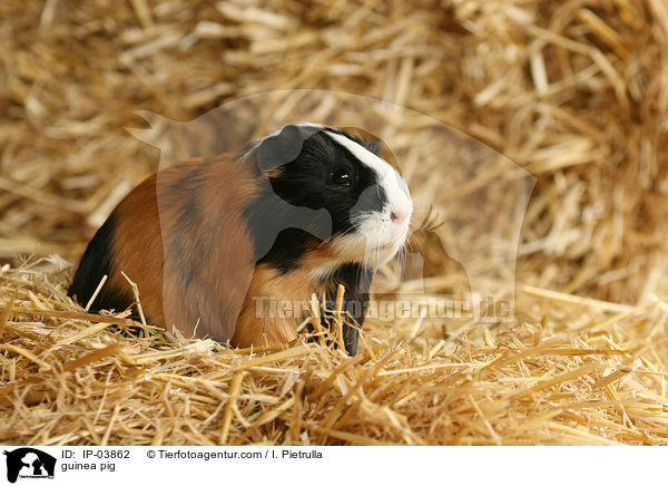 Glatthaarmeerschweinchen / guinea pig / IP-03862