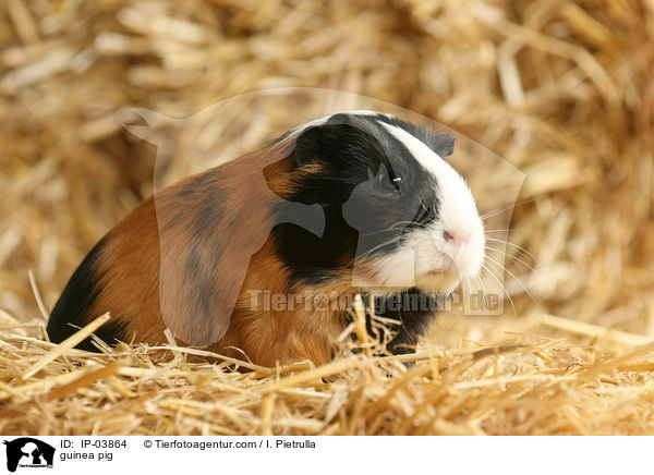 Glatthaarmeerschweinchen / guinea pig / IP-03864