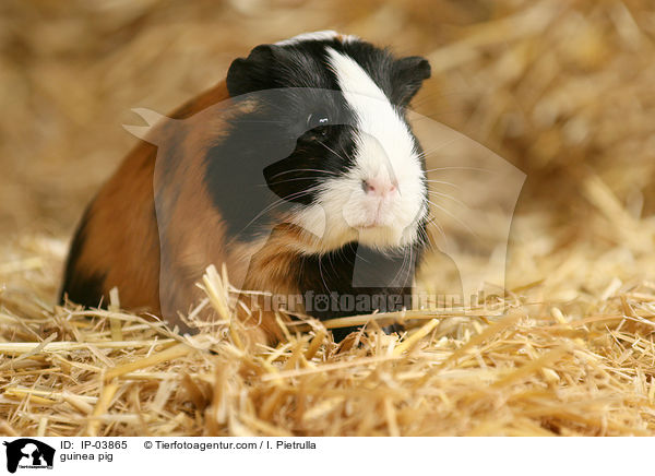 Glatthaarmeerschweinchen / guinea pig / IP-03865