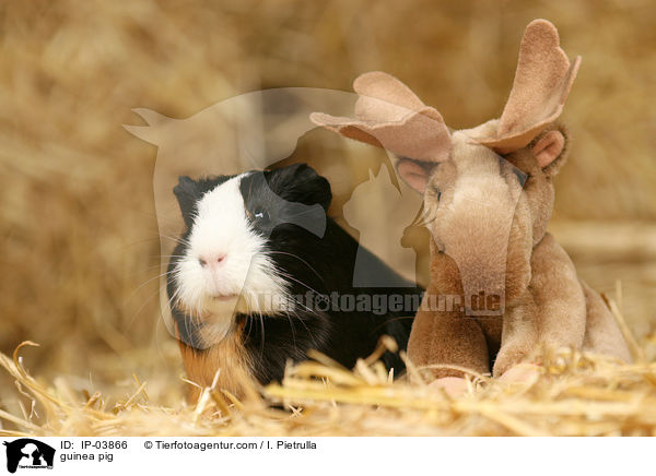 Glatthaarmeerschweinchen / guinea pig / IP-03866