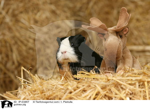 Glatthaarmeerschweinchen / guinea pig / IP-03867