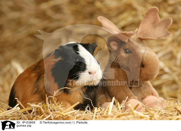 Glatthaarmeerschweinchen / guinea pig / IP-03869