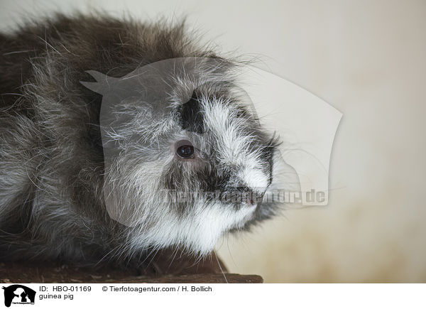 guinea pig / HBO-01169