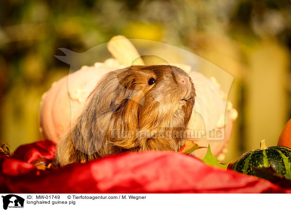 longhaired guinea pig / MW-01749