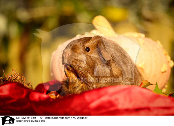 longhaired guinea pig / MW-01750