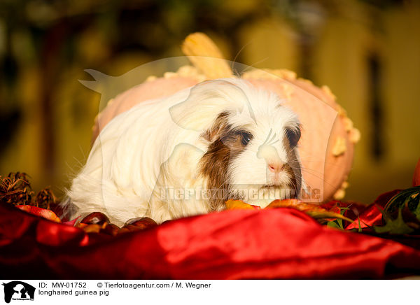 longhaired guinea pig / MW-01752