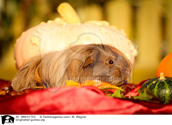 longhaired guinea pig / MW-01753