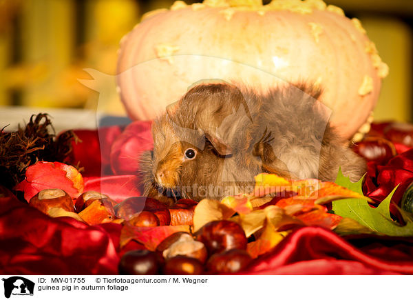 guinea pig in autumn foliage / MW-01755