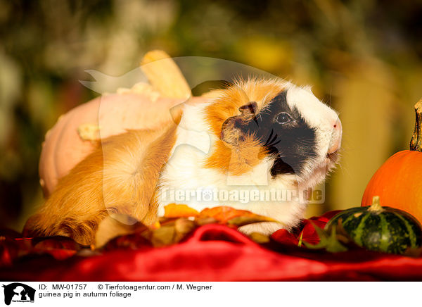 guinea pig in autumn foliage / MW-01757