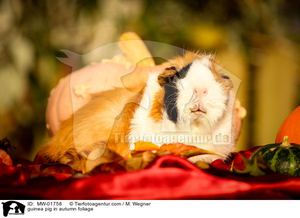 guinea pig in autumn foliage / MW-01758