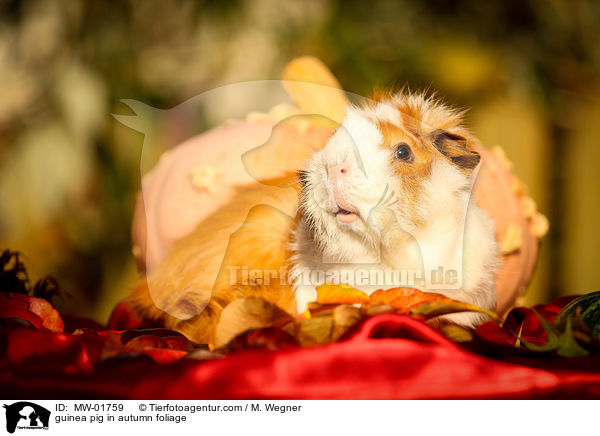 guinea pig in autumn foliage / MW-01759